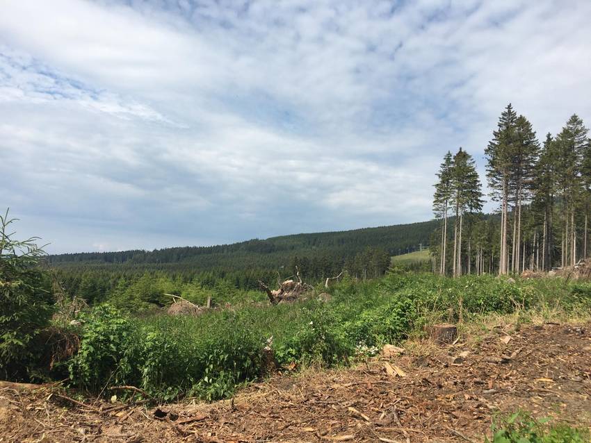 rechts im Bild eine kleine Nadelbaumgruppe, im Hintergrund grüner Wald