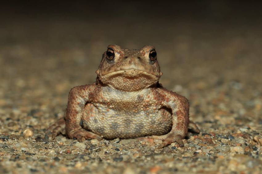 eine Kröte eine Kröte