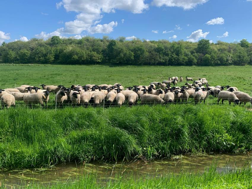 Das Bild zeigt eine Schafherde. Das Bild zeigt eine Schafherde.
