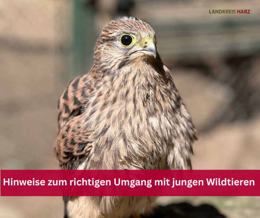 junger Turmfalke, darüber ein roter Balken mit der Aufschrift Hinweise zum richtigen Umgang mit jungen Wildtieren