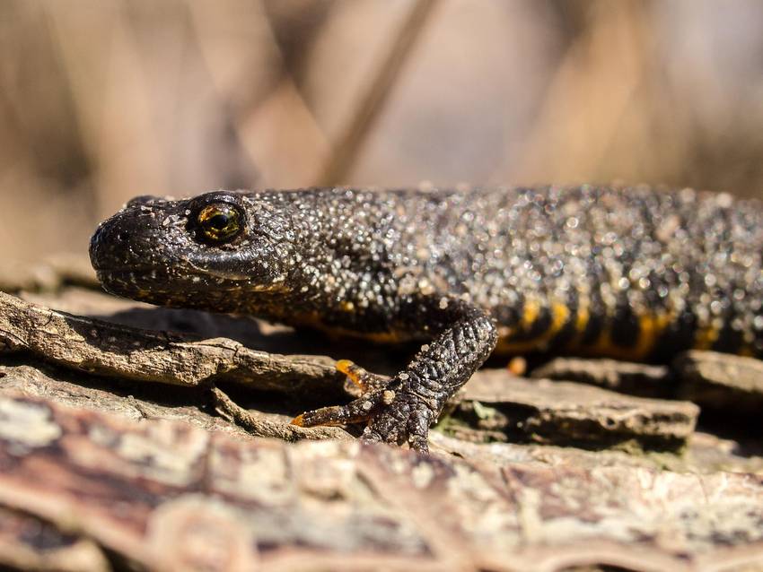 Ein Kammolch Ein Kammolch