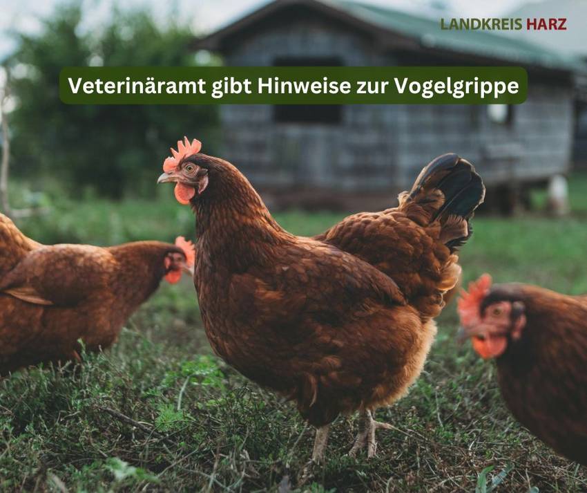 vogelgrippe 1 vogelgrippe 1