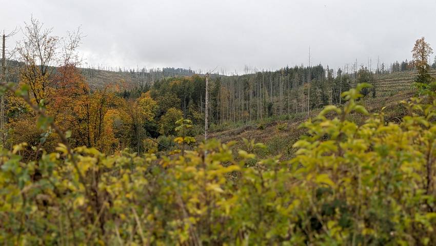 Waldgebiet mit Baumsetzlingen und Bäumen © Landkreis Harz/Pressestelle Waldgebiet mit Baumsetzlingen und Bäumen © Landkreis Harz/Pressestelle