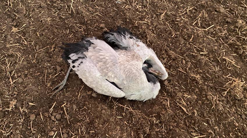 pi 2025 195 vogelgrippe verendeter kranich pi 2025 195 vogelgrippe verendeter kranich