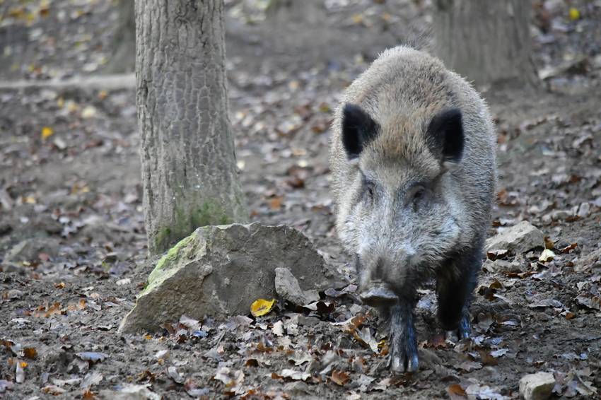 wildschwein