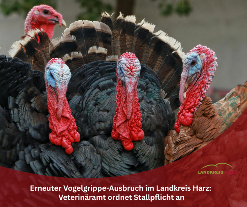 Symbolbild: Vier Puten. Im unteren Teil eine geschwungene rote Fläche mit dem Landkreis Logo und der Aufschrift: Erneuter Vogelgrippe-Ausbruch im Landkreis Harz: Veterinäramt ordnet Stallpflicht an. In der roten Fläche befindet sich außerdem das Landkreis Harz Logo. Symbolbild: Vier Puten. Im unteren Teil eine geschwungene rote Fläche mit dem Landkreis Logo und der Aufschrift: Erneuter Vogelgrippe-Ausbruch im Landkreis Harz: Veterinäramt ordnet Stallpflicht an. In der roten Fläche befindet sich außerdem das Landkreis Harz Logo.