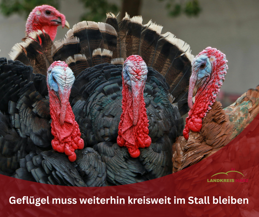 Drei schwarze Puten, im unteren Teil ein roter Bereich mit der Aufschrift Geflügel muss weiterhin kreisweit im Stall bleiben. Drei schwarze Puten, im unteren Teil ein roter Bereich mit der Aufschrift Geflügel muss weiterhin kreisweit im Stall bleiben.