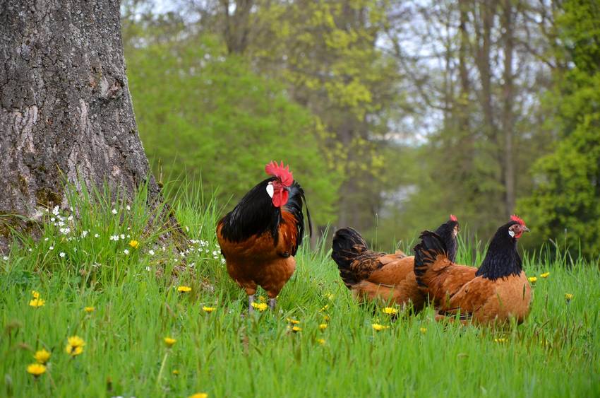 Drei Hähne auf einer grünen Wiese.