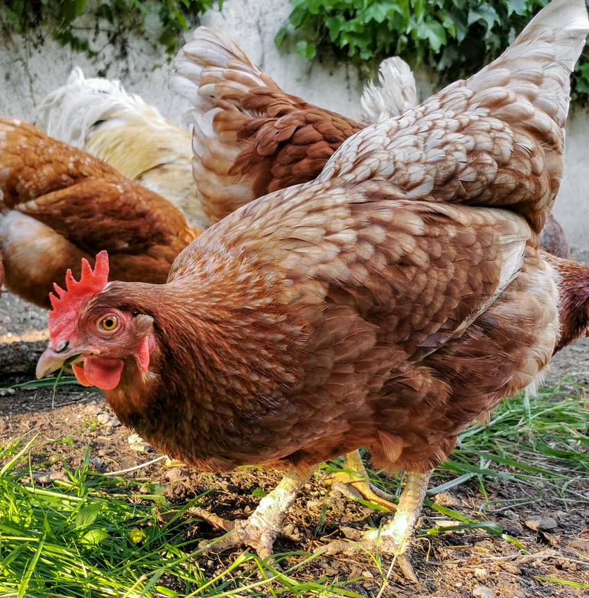 13hkb03 beschilderung von natura 2000 lk harz huhn