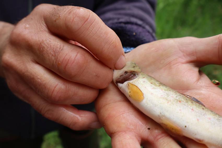 Nahaufnahme von einem toten Fisch auf einer Hand. Nahaufnahme von einem toten Fisch auf einer Hand.