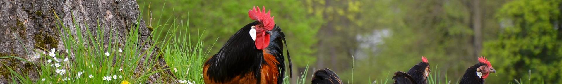 Hühner und Hahn auf einer Wiese