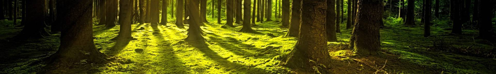Blick in den Wald, Moosboden und Sonnenschein, der durch die Bäume strahlt