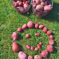 Kartoffeln auf einer Wiese Kartoffeln auf einer Wiese in Form eines Smileys