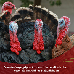 Symbolbild: Vier Puten. Im unteren Teil eine geschwungene rote Fläche mit dem Landkreis Logo und der Aufschrift: Erneuter Vogelgrippe-Ausbruch im Landkreis Harz: Veterinäramt ordnet Stallpflicht an. In der roten Fläche befindet sich außerdem das Landkreis Harz Logo. Symbolbild: Vier Puten. Im unteren Teil eine geschwungene rote Fläche mit dem Landkreis Logo und der Aufschrift: Erneuter Vogelgrippe-Ausbruch im Landkreis Harz: Veterinäramt ordnet Stallpflicht an. In der roten Fläche befindet sich außerdem das Landkreis Harz Logo.