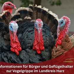 Symbilbild Vogelgrippe: Vier Puten, in unterem Bereich eine geschwungene rote Fläche mit der Aufschrift: Informationen für Bürger und Geflügelhalter zur Vogelgrippe im Landkreis Harz. In der roten Fläche befindet sich außerdem das Landkreis Harz Logo.