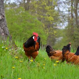 Link zum Menüpunkt Tiergesundheit