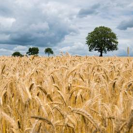 Link zum Menüpunkt Landwirtschaft und Forst