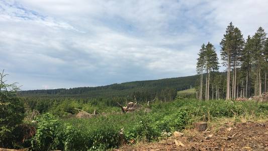 rechts im Bild eine kleine Nadelbaumgruppe, im Hintergrund grüner Wald