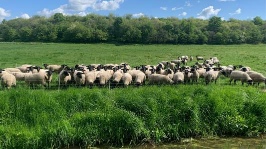 Das Bild zeigt eine Schafherde.