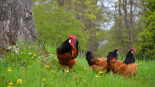Drei Hähne auf einer grünen Wiese.