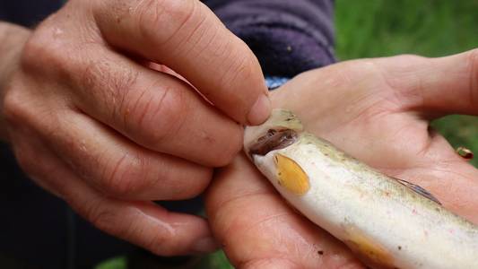 Nahaufnahme von einem toten Fisch auf einer Hand.