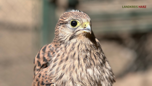 Hinweise zum richtigen Umgang mit jungen Wildtieren junger Turmfalke, darüber ein roter Balken mit der Aufschrift Hinweise zum richtigen Umgang mit jungen Wildtieren