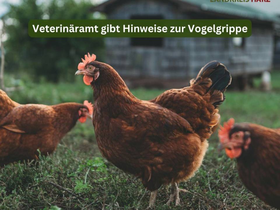vogelgrippe 1