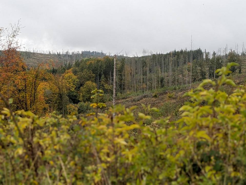 Im Forstgebiet der Stadt Wernigerode am Armeleuteberg zeigen sich erste Erfolge der Wiederaufforstung. © Landkreis Harz/Pressestelle Waldgebiet mit Baumsetzlingen und Bäumen