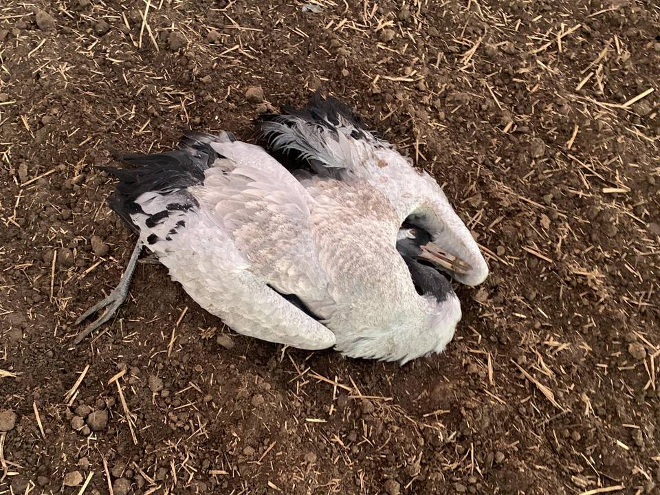 pi 2025 195 vogelgrippe verendeter kranich