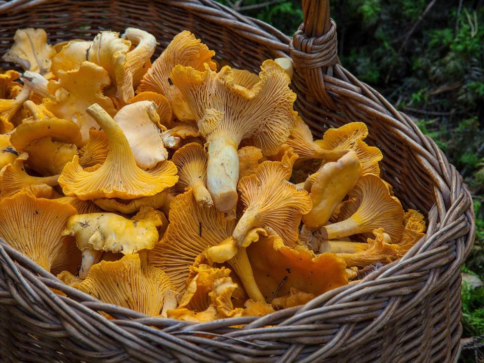 Pilzberatung im Landkreis Harz barbroforsberg fungus 1194380