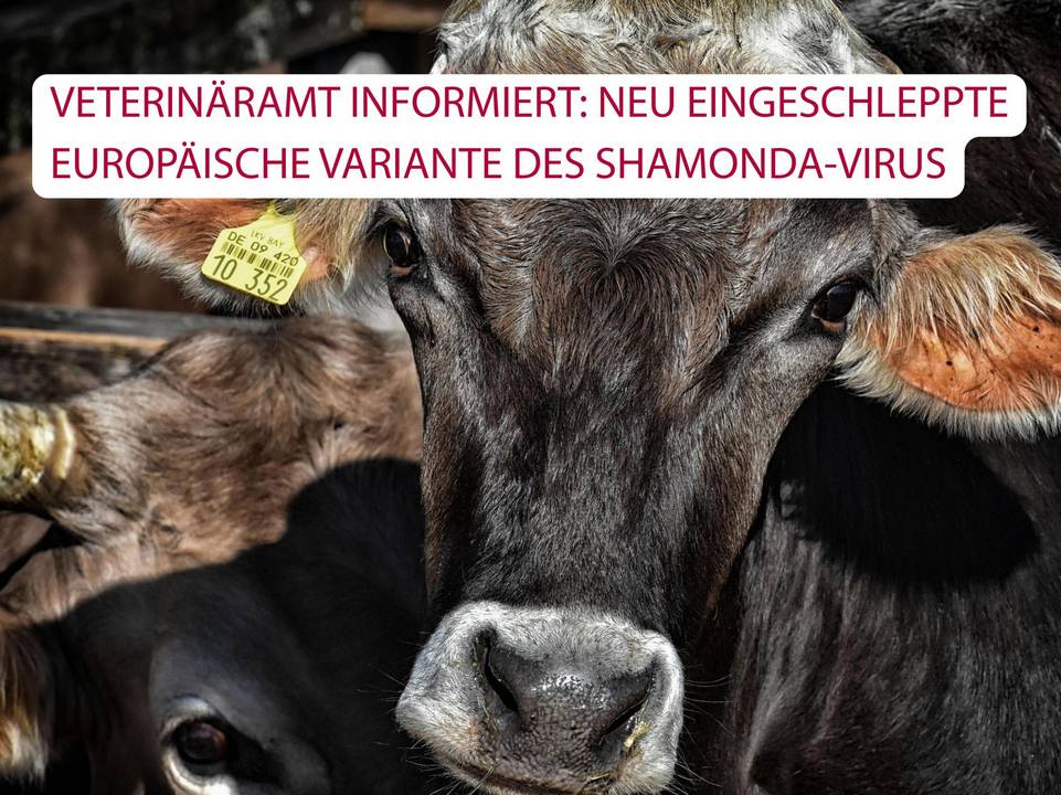 dein abschneu eingeschleppte europ ische variante des shamonda virusnittstext 1